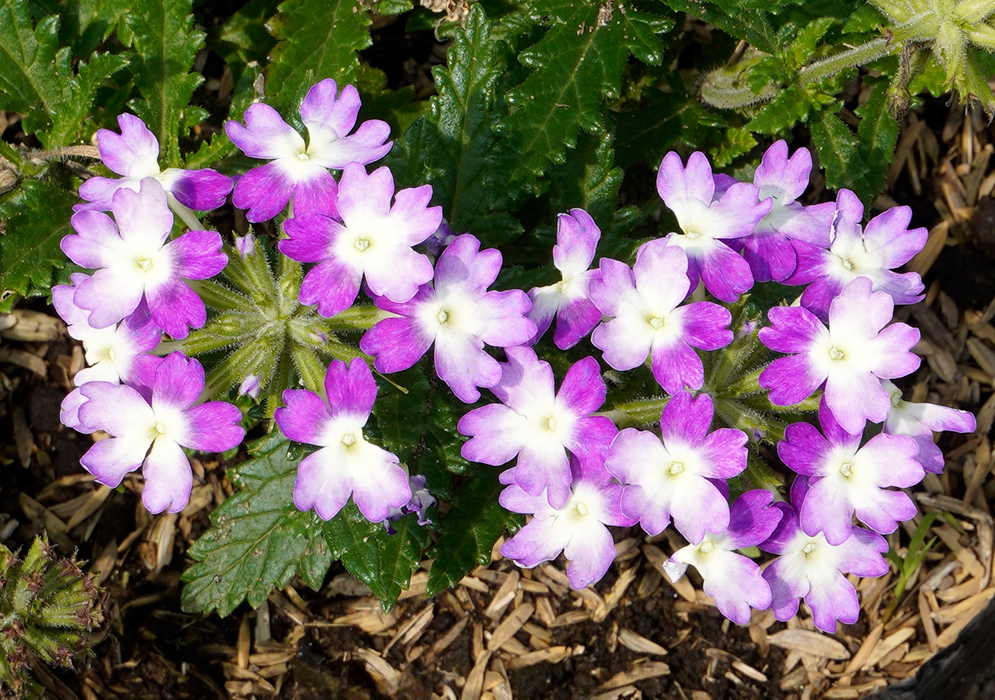 Glandularia × hybrida Flowers A tight cluster of Glandularia × hybrida flowers with soft lavender petals blending to white centers, blooming above textured green leaves and mulch
