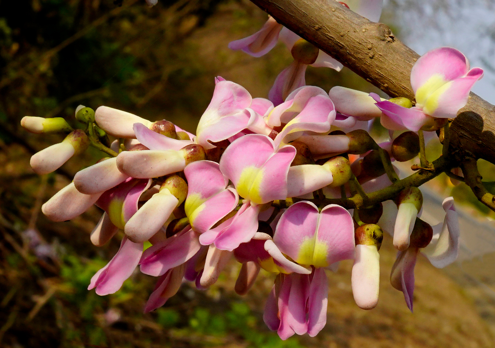 An erect Gliricidia sepium inflorescence with pink, flowers with yellow centers