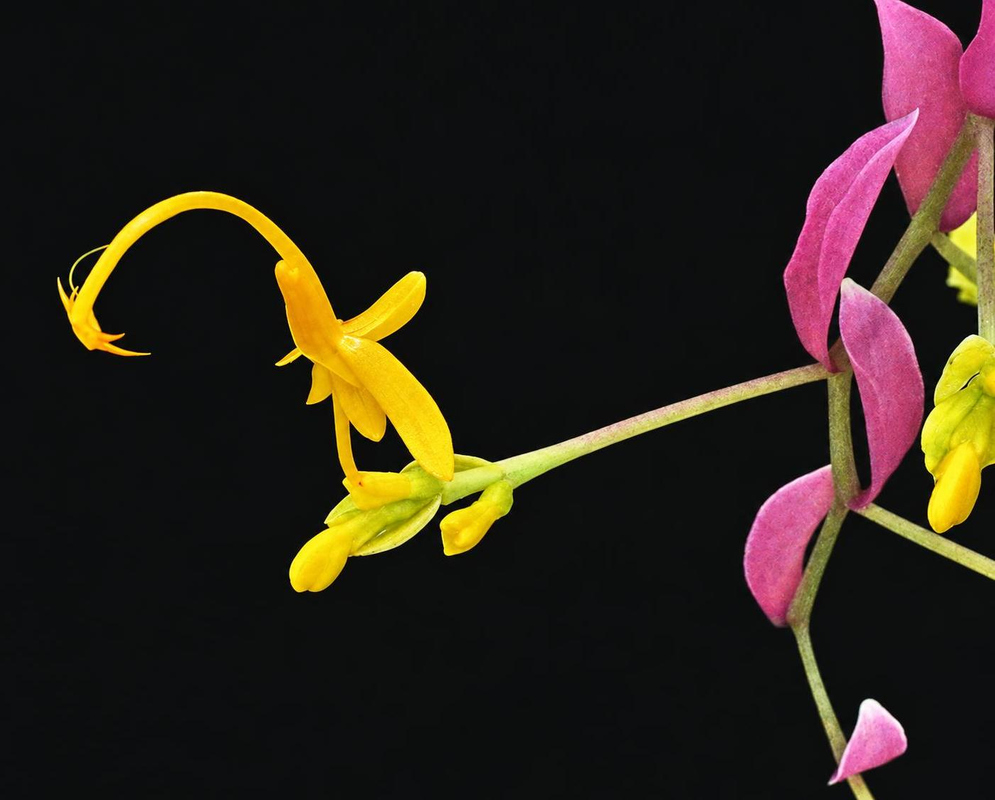 Globba winitii has a delicate yellow flower with a long curved projecting stamen beside hanging purple bracts
