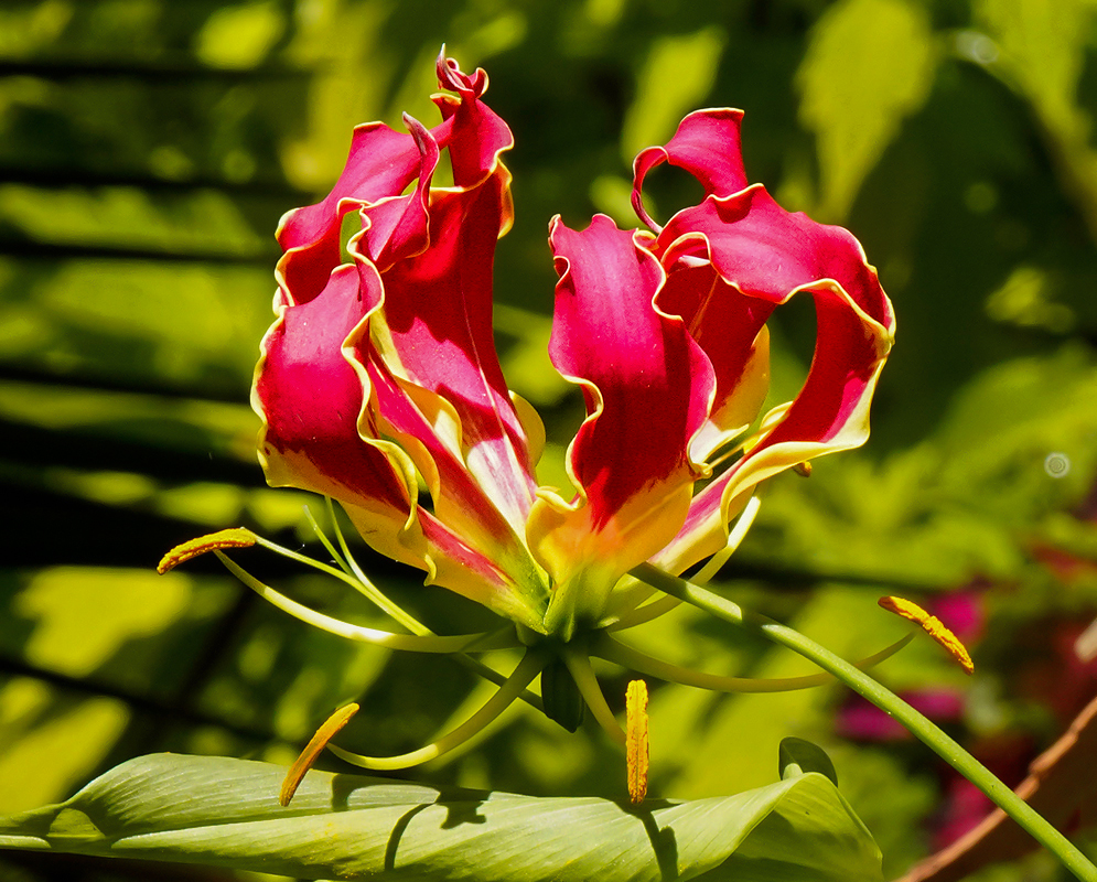 Gloriosa superba vibrant, recurved petals in a striking combination of deep red with yellow edges,  and features prominent, elongated stamens that extend outward,