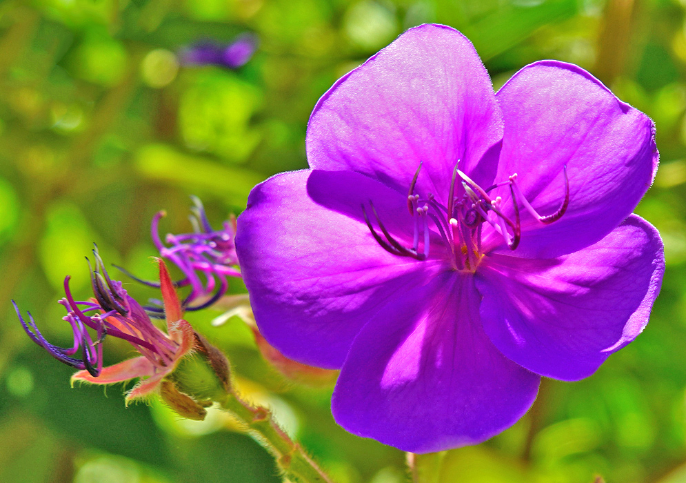 Pleroma urvilleana flower in partial sunlight