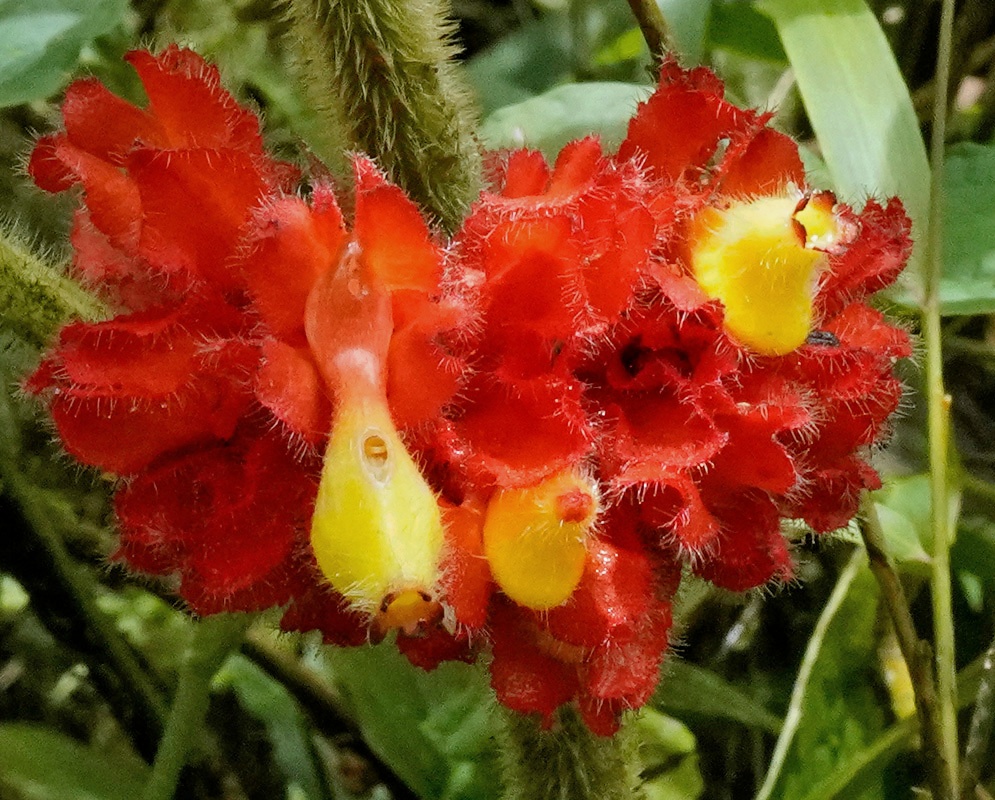 An artistic overhead view of several yellow Glossoloma ichthyoderma flowers radiating from a central red inflorescence