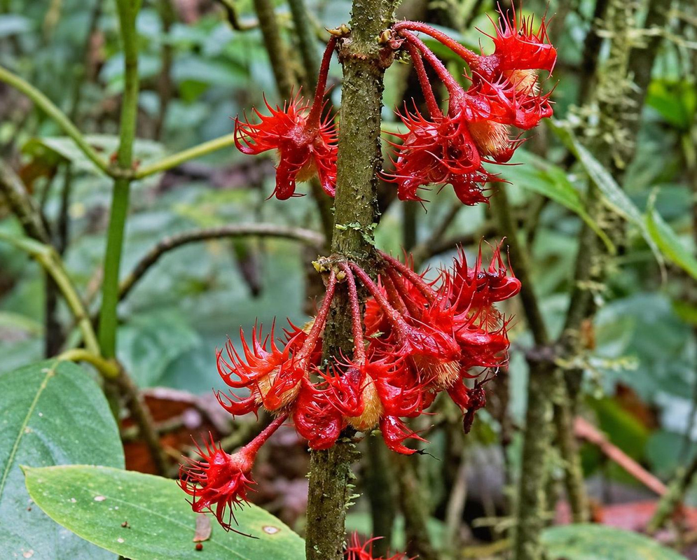 Glossoloma medusaeum has clusters of red tubular flowers surrounded by long curled calyx fringes along a hairy upright stem