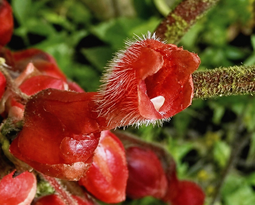 Glossoloma pycnosuzygium plant habit and foliage