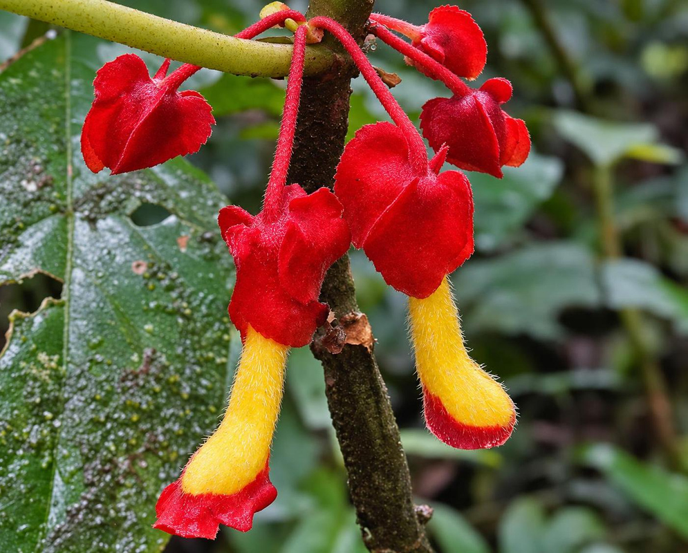 Glossoloma tetragonoides has hanging yellow tubular flowers with red tips emerging from broad bright red calyx lobes beside green leaves