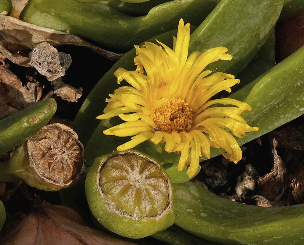 Glottiphyllum linguiforme has a bright yellow many-petaled flower among thick green leaves and dry rounded seed capsules