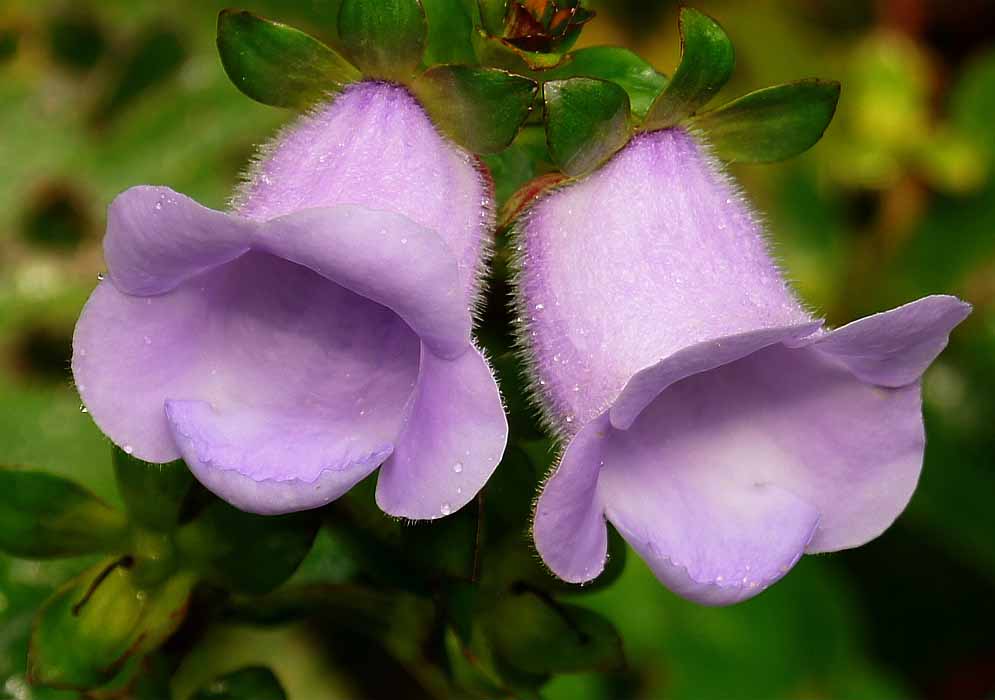 Two hairy bell-shaped, nodding, pale purple Gloxinia perennis flowers with raindrops