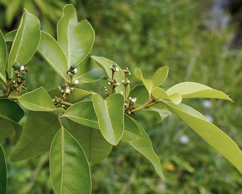 Glycosmis parviflora has clusters of tiny white flowers and green buds between pale green elliptic leaflets on slender branches