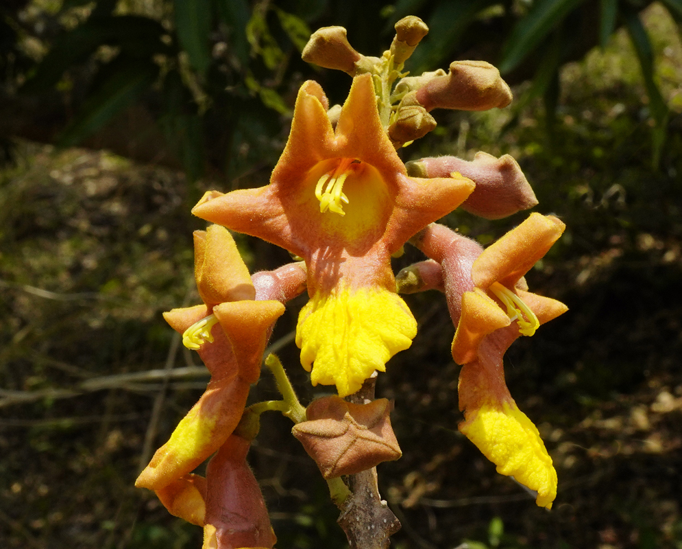 Two orange-brown Gmelina arborea flowers with yellow centers and stamens
