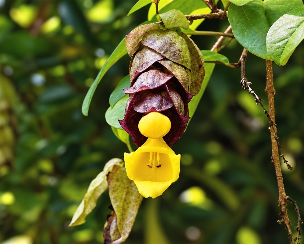 Gmelina philippensis has a pendant cone of dark purple bracts with curved bright yellow flowers beside green leaves