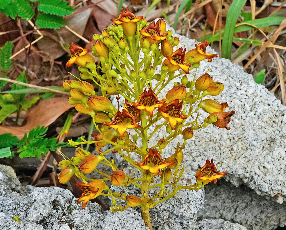 Godmania aesculifolia bears a branching cluster of small yellow and reddish brown tubular flowers beside silvery foliage