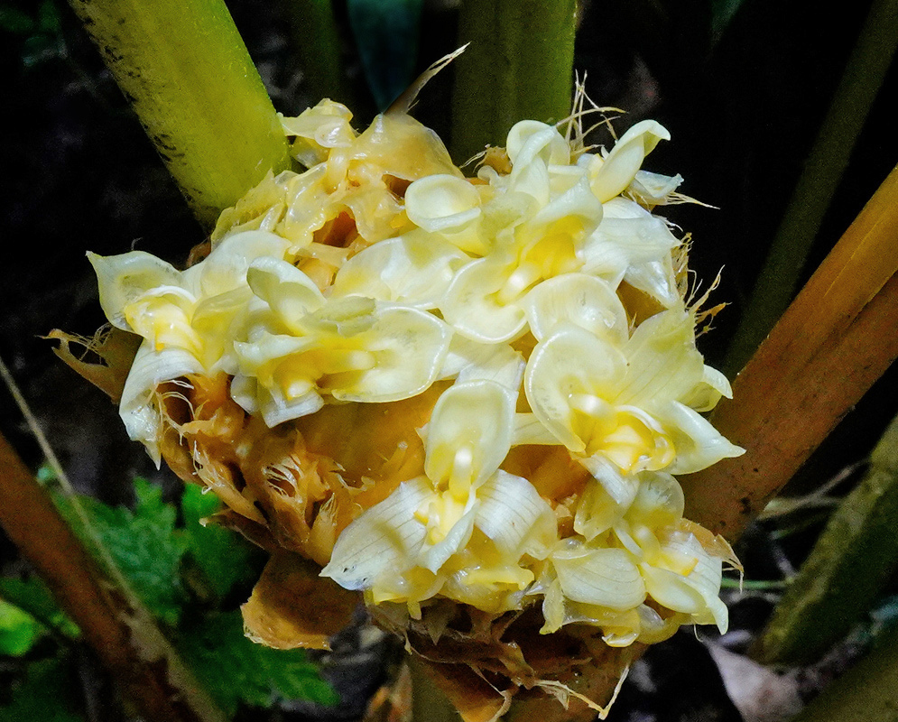 Goeppertia inocephala has a rounded head of pale yellow and white flowers emerging from overlapping tan bracts