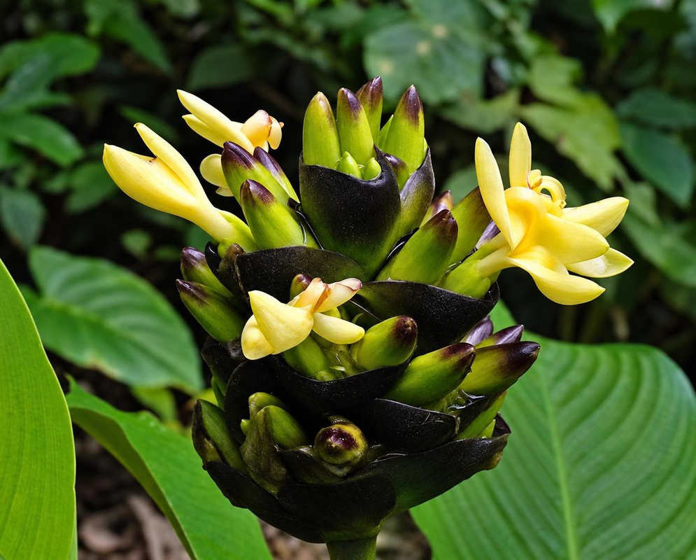 Goeppertia latifolia has yellow and cream flowers rising between tightly overlapping dark green and purple bracts