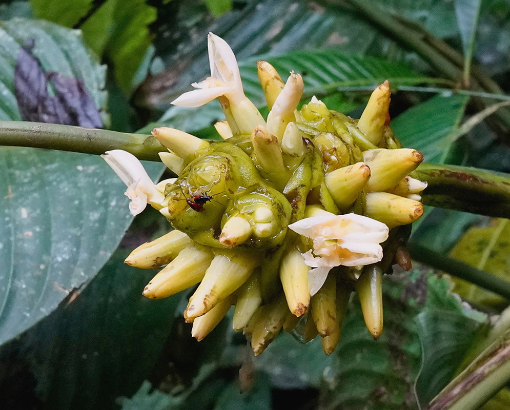 Goeppertia macrosepala has a compact head of pale cream tubular flowers and green rounded structures beside broad leaves