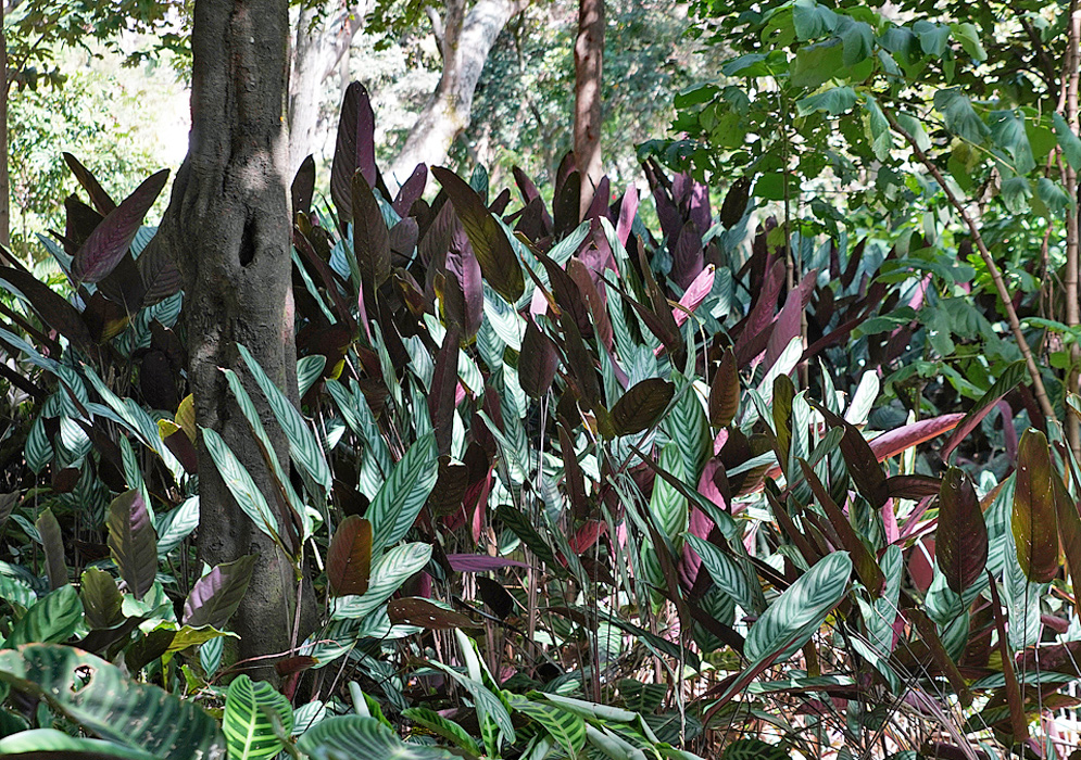 A garden of Goeppertia rufibarba plants with green striped leaves with reddish-purple undersides