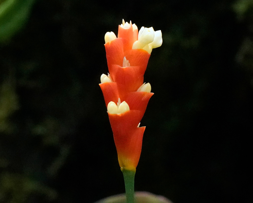 Bright red and yellow bracts of Goeppertia schunkei with small creamy white flowers emerging from between the bracts, displayed against a dark blurred background