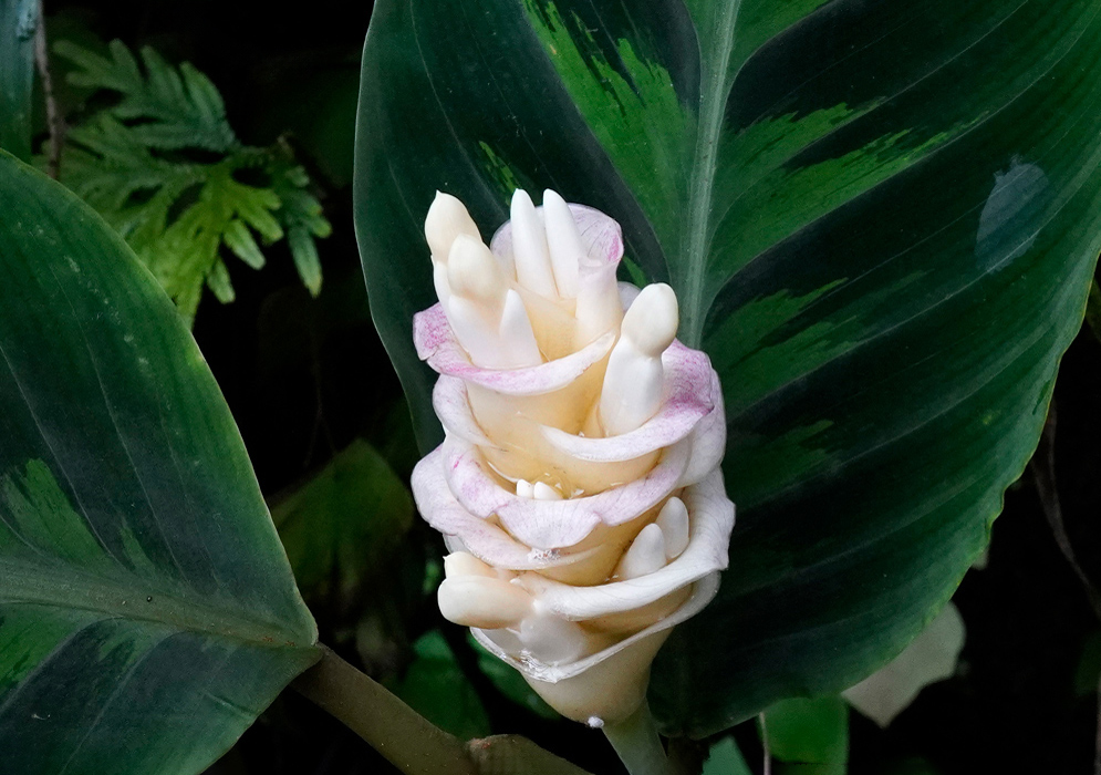 Close-up of a Goeppertia warszewiczii inflorescence with overlapping pale yellow bracts tinged in light pink, each enclosing creamy white tubular flowers, framed by large, dark green, patterned leaves