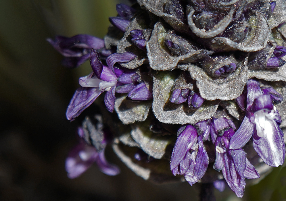 Dark Goeppertia zebrina purple flower