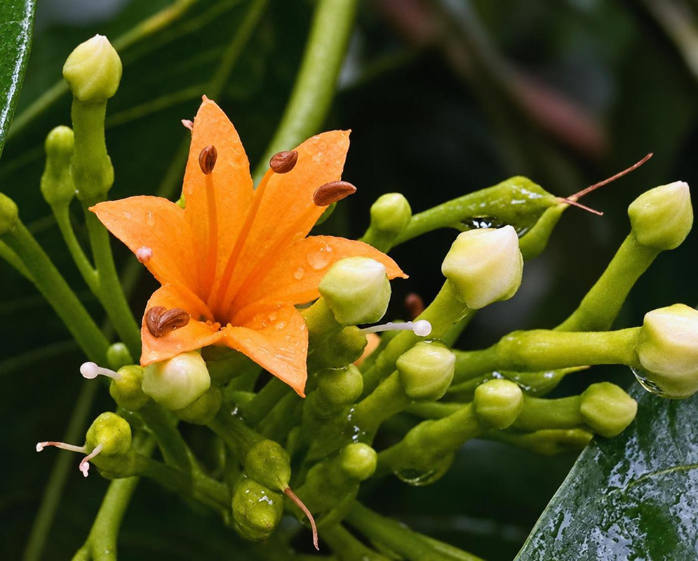 Goetzea elegans has an orange funnel-shaped flower with pointed lobes among pale buds and glossy green leaves