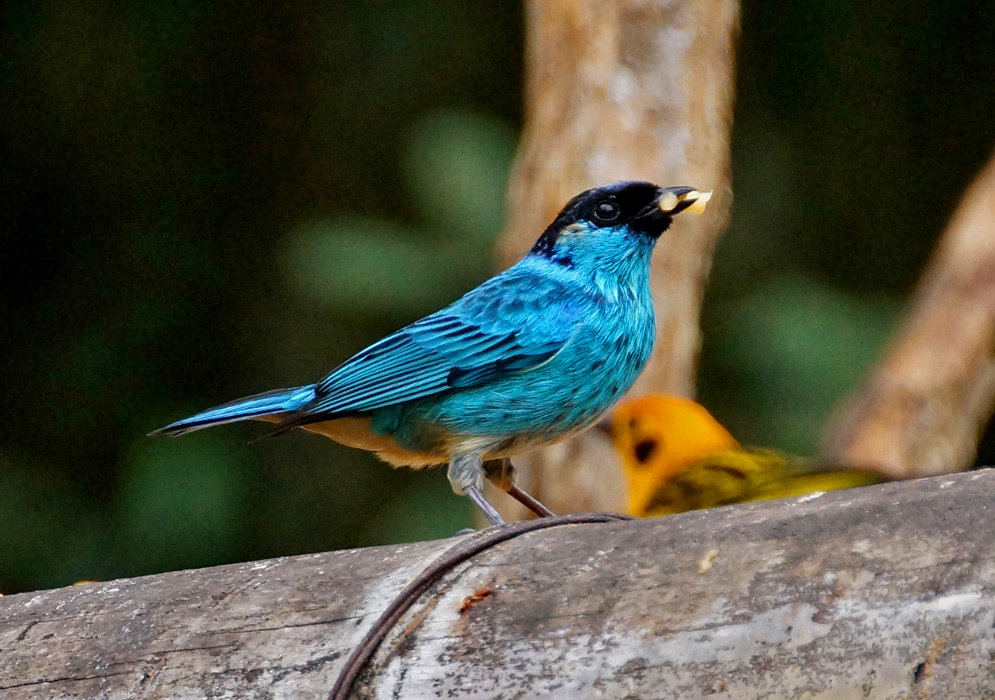 Chalcothraupis ruficervix blue bird 