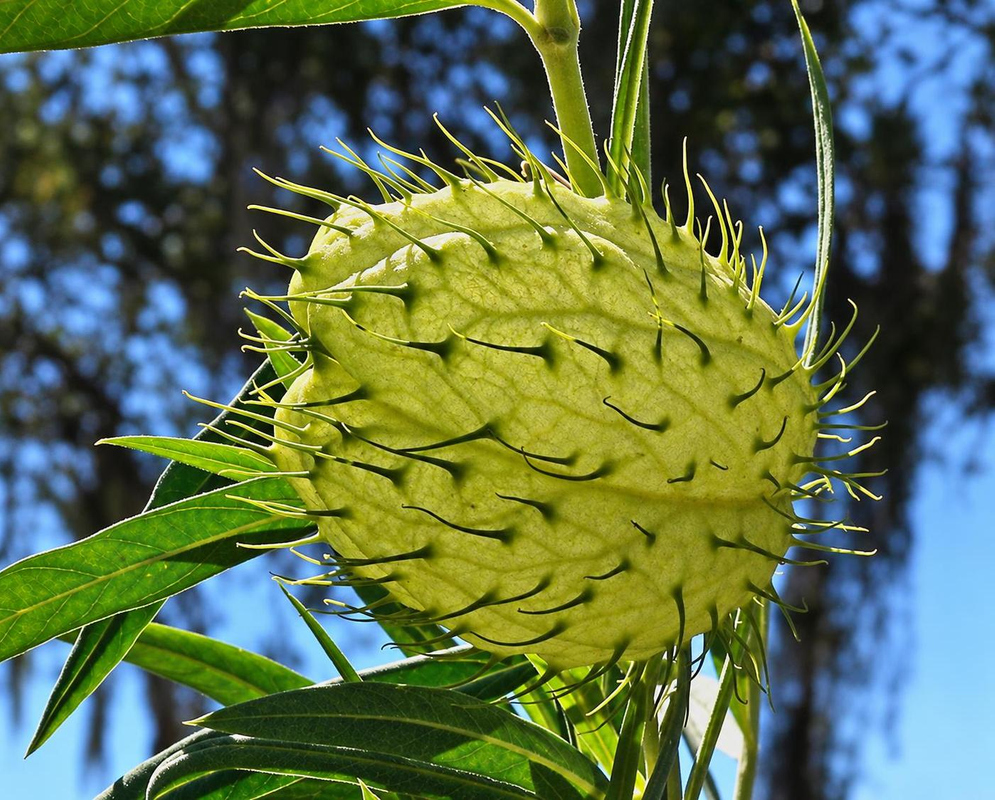Gomphocarpus physocarpus has a pale green inflated spherical fruit covered in long soft hairlike projections