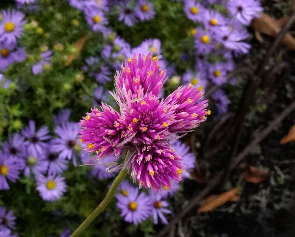 A Gomphrena globosa 'Fireworks' bloom with magenta and pink bracts tipped in yellow, blooming above a bed of purple asters