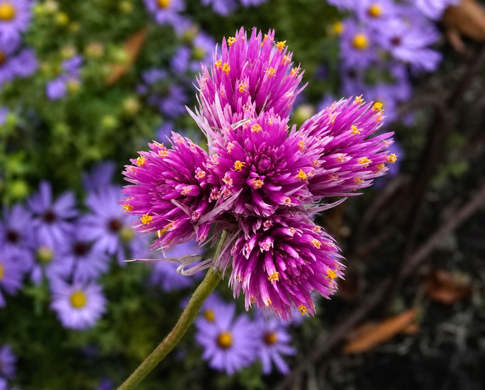 Gomphrena globosa 'Fireworks' Bloom Close-Up A Gomphrena globosa 'Fireworks' bloom with magenta and pink bracts tipped in yellow, blooming above a bed of purple asters