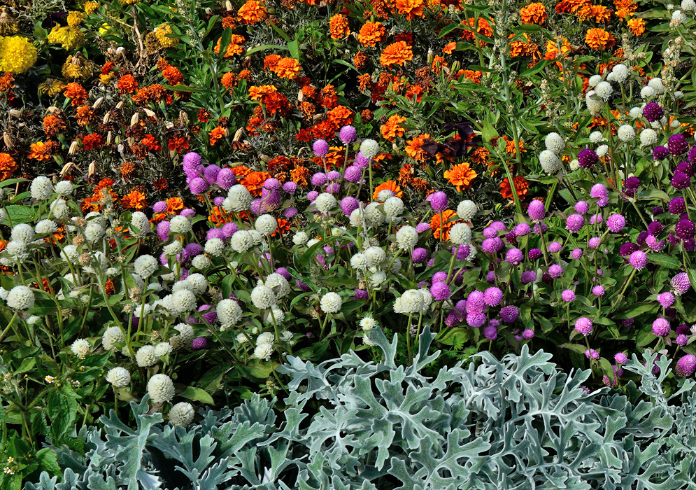 A colorful flower bed filled with blooming Gomphrena globosa in shades of white, lavender, and magenta, mixed with orange marigolds and silvery foliage