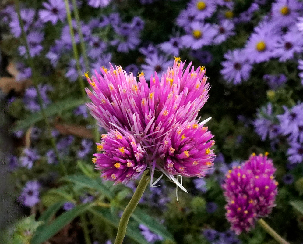 A vivid pink Gomphrena globosa 'Fireworks' flower with tightly clustered bracts tipped in yellow, standing out against a background of purple daisies