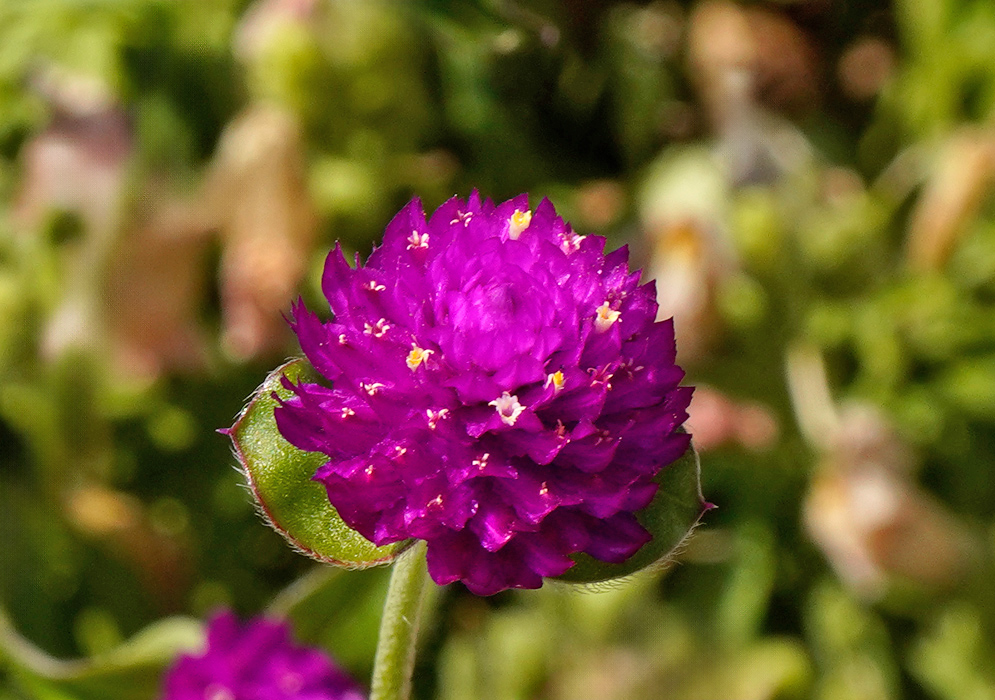 A vibrant purple Gomphrena globosa flower with tightly packed bracts and tiny yellow stamens, standing out against a soft green backdrop