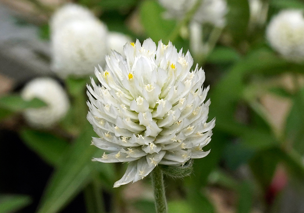 A single white Gomphrena globosa flower showing its dense, papery bracts and small yellow-tipped florets against a green background