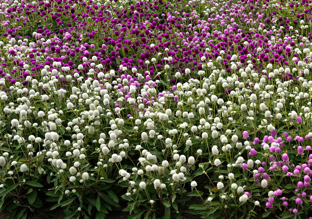 A vast blooming field of Gomphrena globosa flowers in a mix of white, pink, and magenta shades creating a vibrant floral carpet