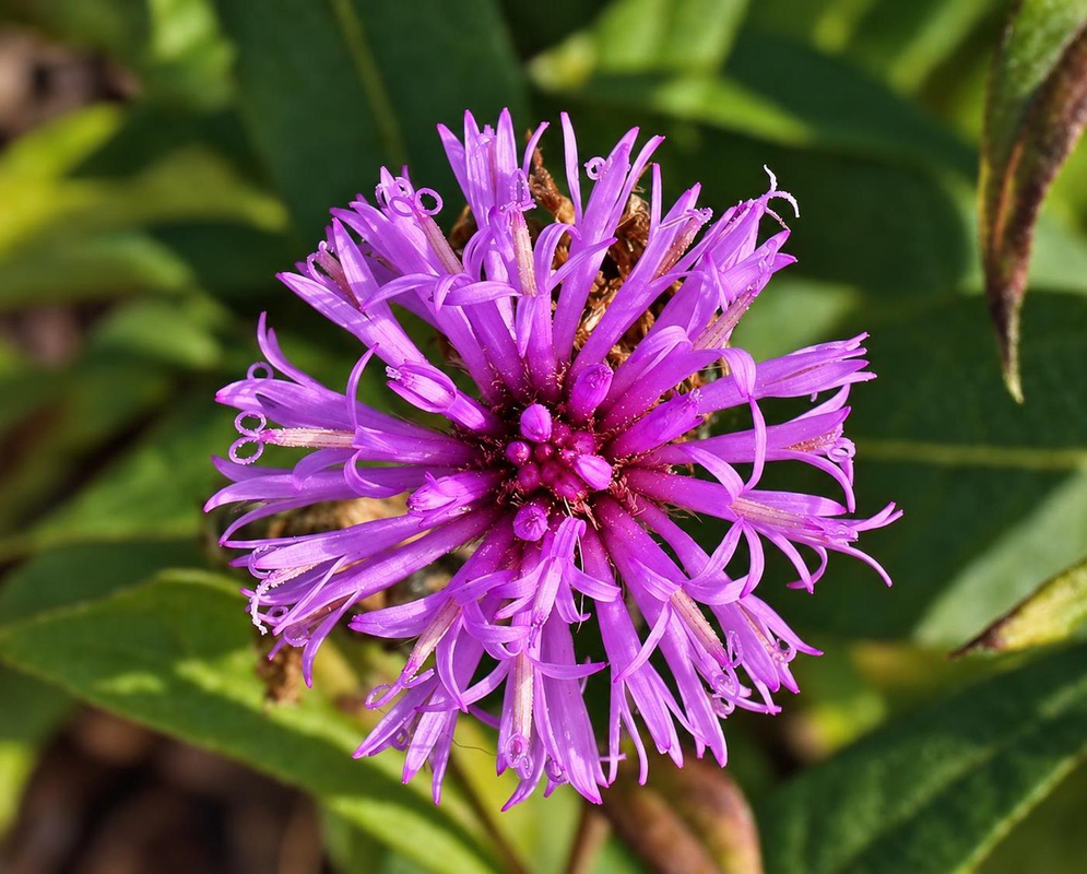 Gomphrena pulchella ‘Truffula Pink’ has a rounded vivid pink flower head with slender projecting floral parts above green leaves