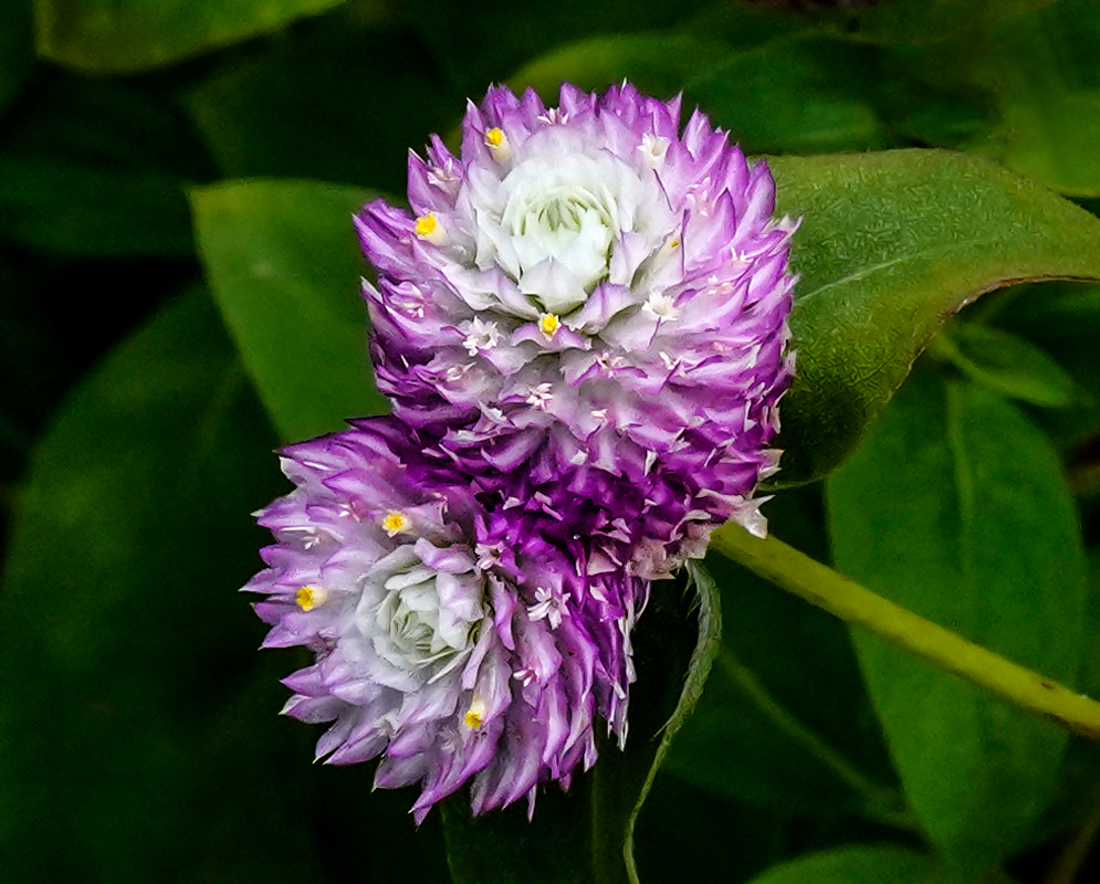Bright purple Gomphrena globosa bracts in a garden