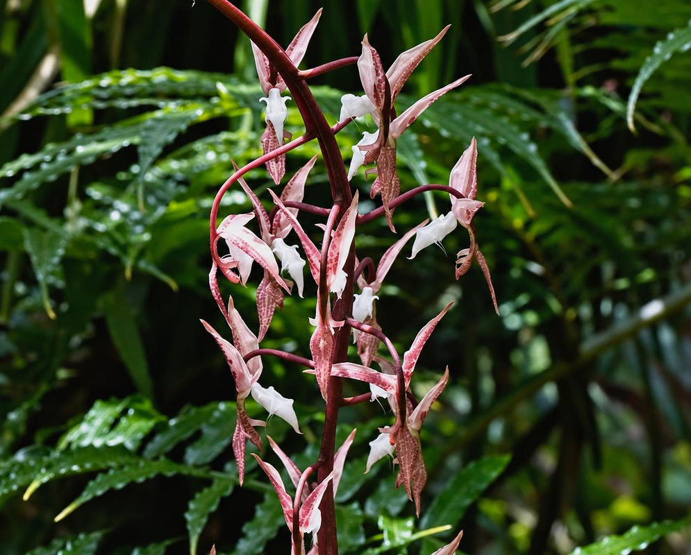Gongora leucochila has dangling reddish-purple and ivory-white flowers spaced along a slender arching stalk