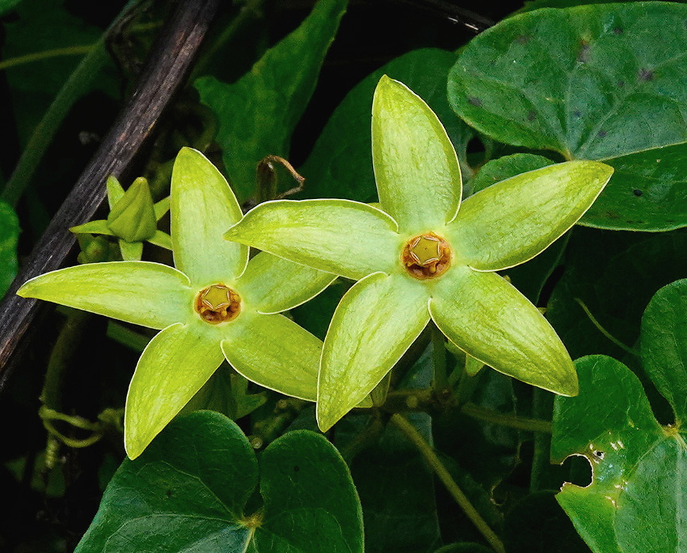 Gonolobus riparius bears pale green five-pointed star-shaped flowers with a small brown center among heart-shaped leaves