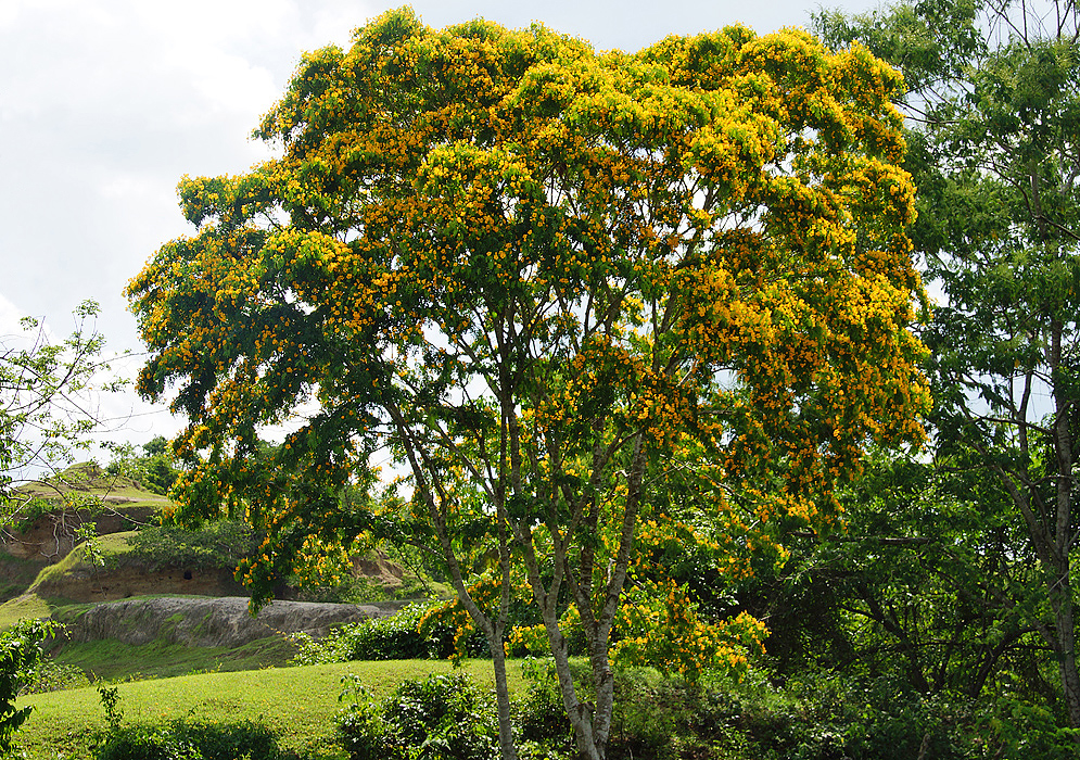 A small Gonopterodendron arboreum tree full of yellow flowers