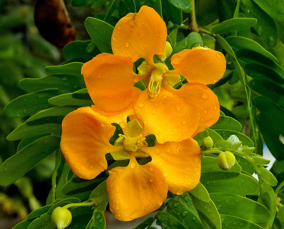 Close-up of two vivid yellow-orange flowers of Gonopterodendron arboreum with raindrops on their overlapping petals and lush green compound leaves in the background
