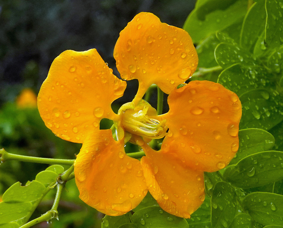 Single bright yellow-orange flower of Gonopterodendron arboreum glistening with water droplets, set against fresh green leaflets