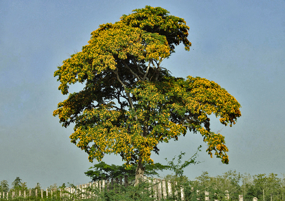 A large lone Gonopterodendron arboreum tree covered with yellow flowers
