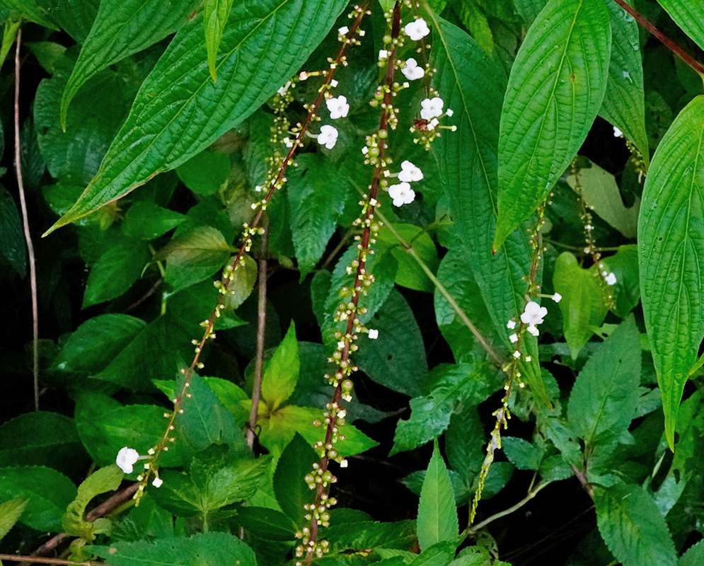 Gonzalagunia hirsuta bears slender arching spikes of small white flowers and green buds among long prominently veined leaves