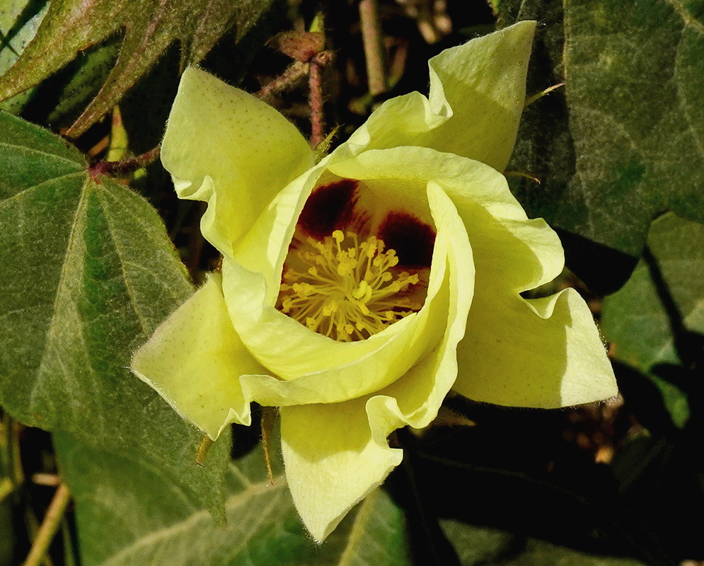 Gossypium darwinii has a pale yellow flower with a dark burgundy center and a column of yellow stamens