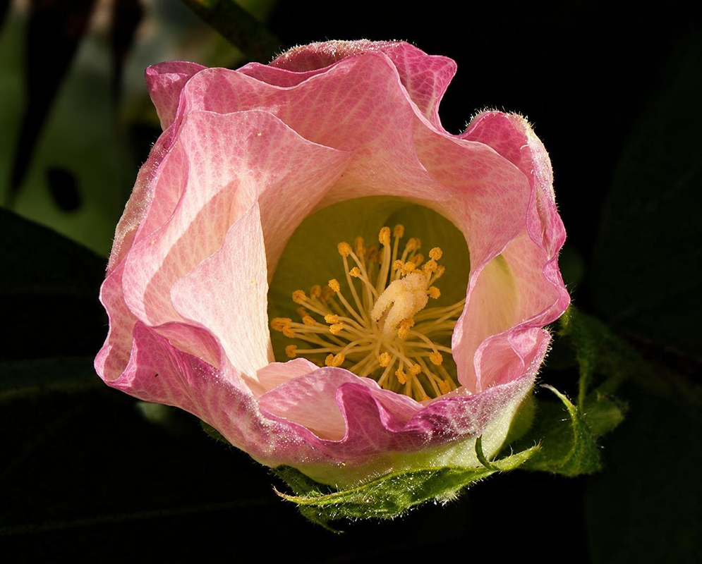 Gossypium hirsutum has a pink cup-shaped flower with a cream throat and yellow stamens above deeply cut green bracts