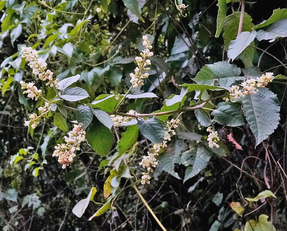 Gouania polygama plant habit and foliage