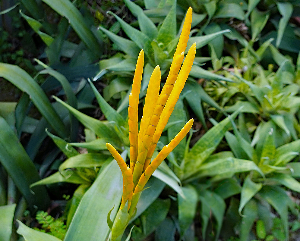 Goudaea ospinae yellow inflorescence