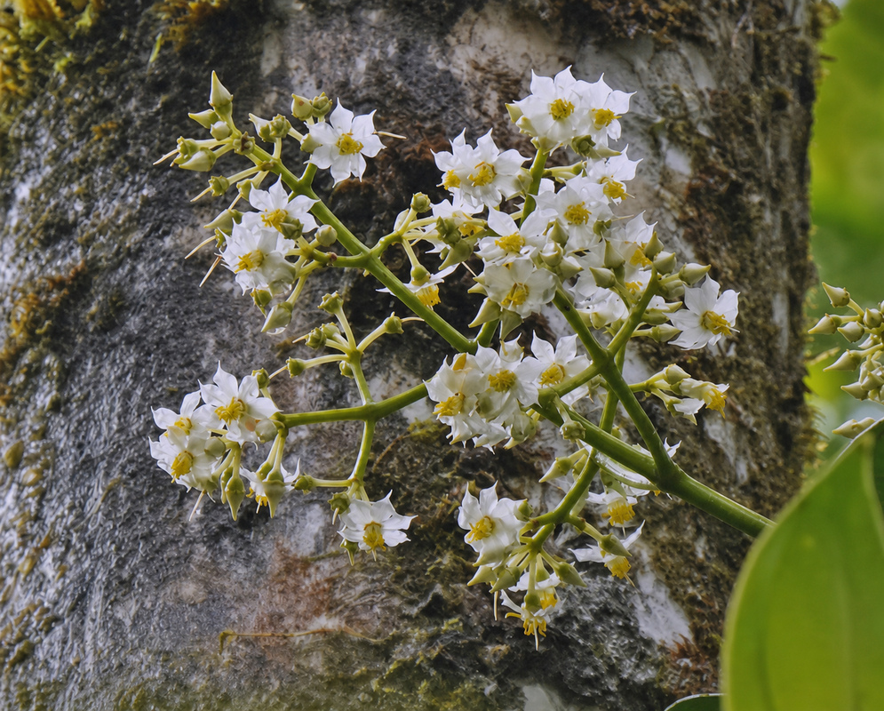 Graffenrieda cucullata White Flowers Graffenrieda cucullata white flowers