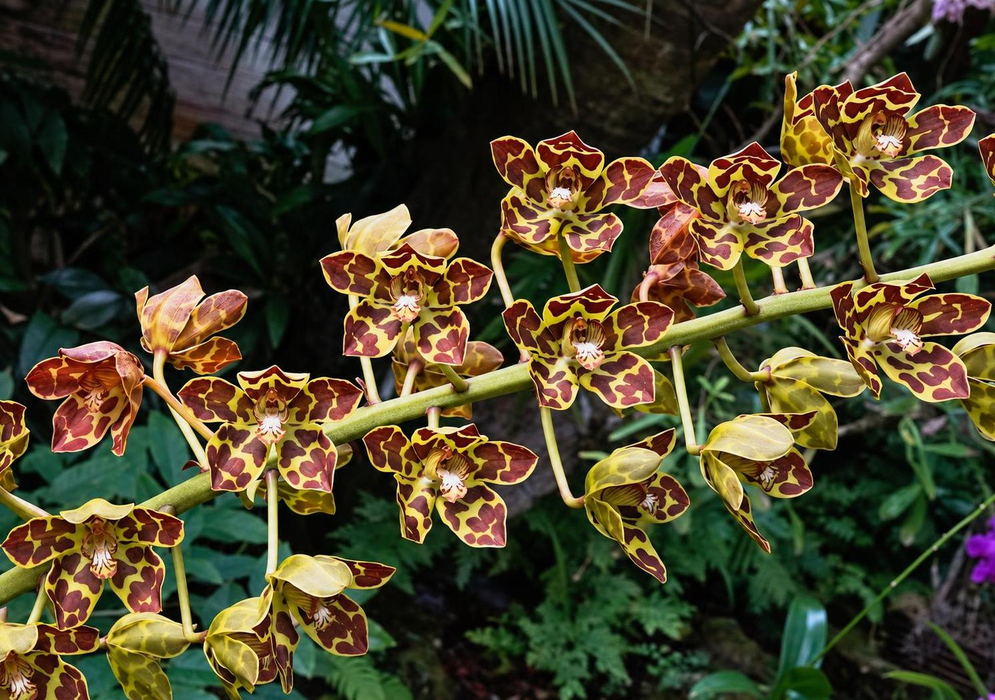 Grammatophyllum Broga Tiger bears many cream and greenish flowers patterned with dark reddish-brown patches along branching green stalks