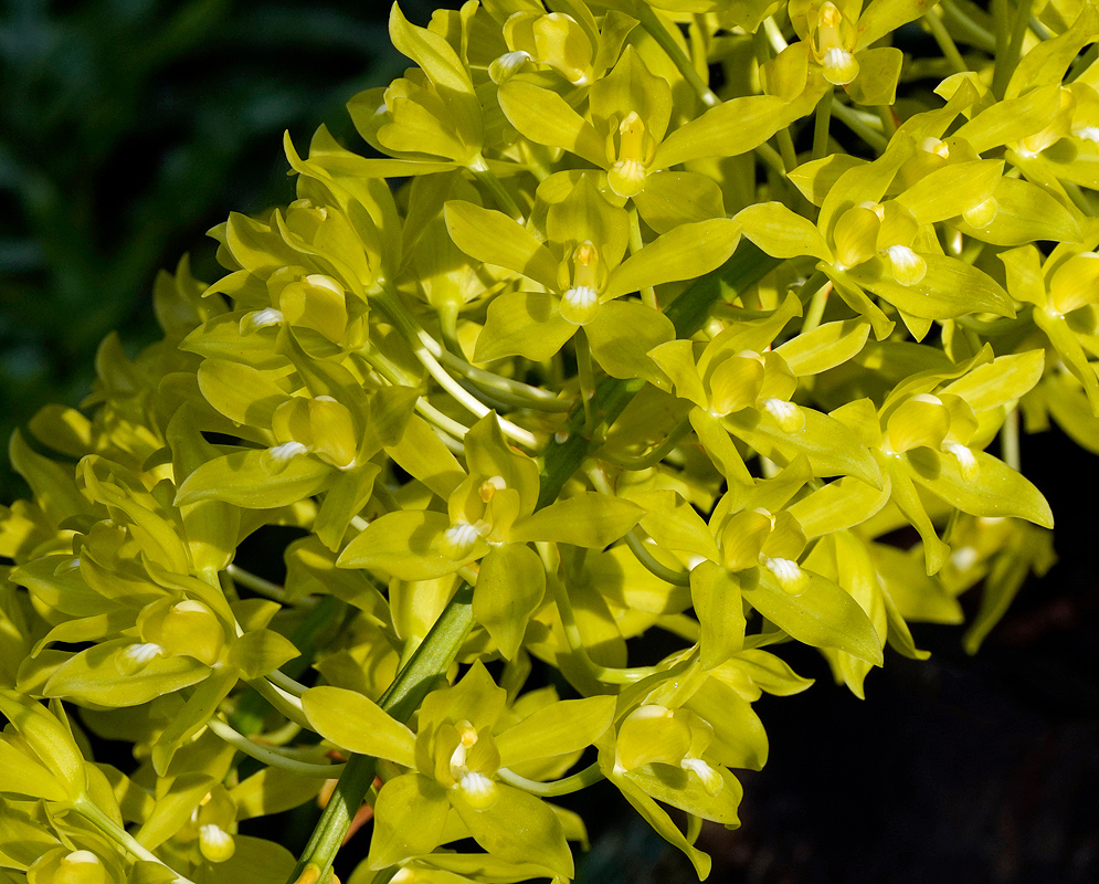 Striking spray of elongated, arching Grammatophyllum scriptum flower spikes densely packed with small, vibrant yellow-green blooms, 