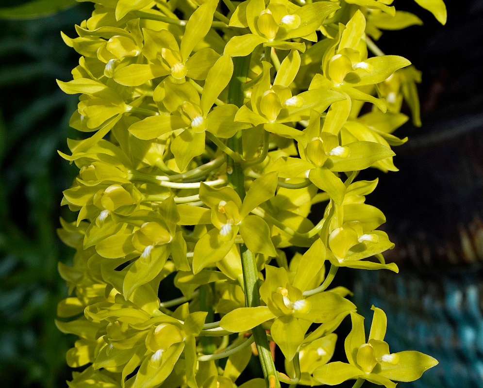 A cluster of yellow-green Grammatophyllum scriptum blooms with elongated, slightly curled petals and a central white marking, creating a dense and vibrant floral display 