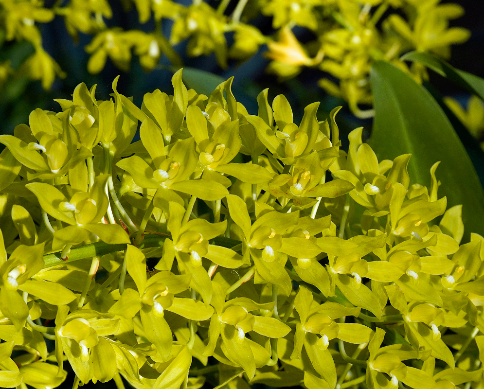 Grammatophyllum scriptum cluster of small, vivid yellow-green orchid blooms with distinct, elongated petals and delicate white markings at the center